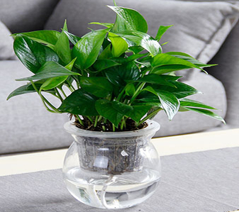 奉化绿化修剪哪家佳？全方位对比为你揭晓答案